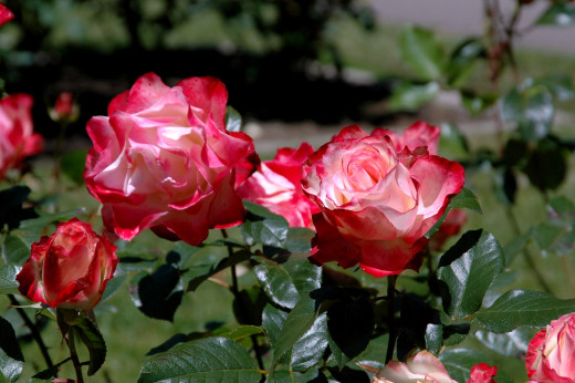 541301 (a): :2500x1662